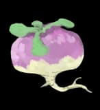 Turnip