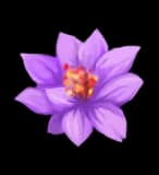 Violet Lotus